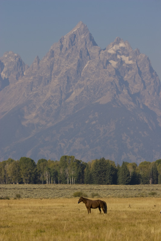 Wild Horse And Grand Teton